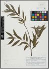 Foto von Salix alba L. x Salix fragilis L.
